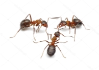 Картинки по запросу мурахи